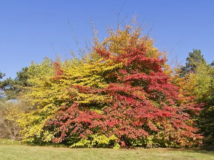 Parrotia Persica Vanessa