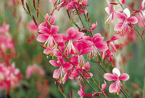 Gaura Pink Siskiyou