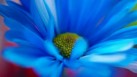 Cobalt Blue Daisy