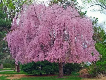 Pink Flower Trees in Texas