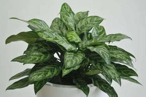 Aglaonema Maria