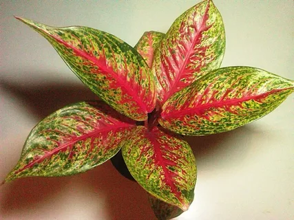 Aglaonema Maria