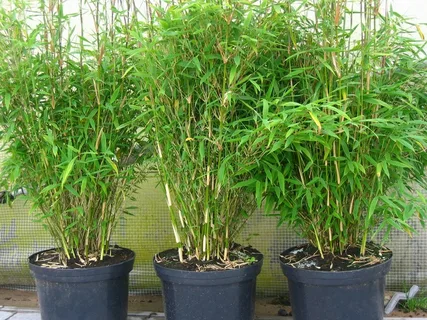 Bamboo Pot