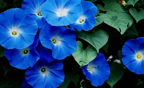 Blue Morning Bloom Flowers