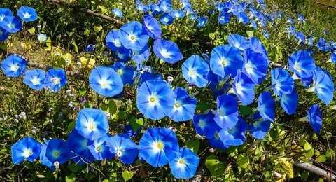 Blue Morning Bloom Flowers