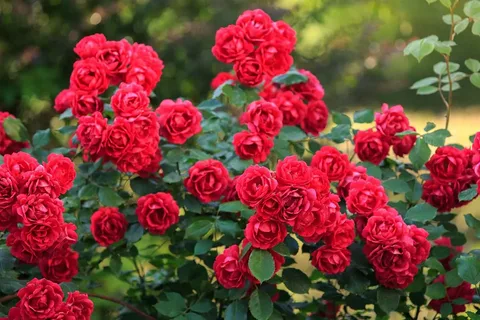 Bush Roses NZ