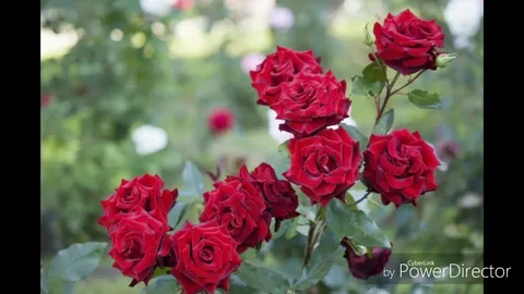 Bush Roses NZ