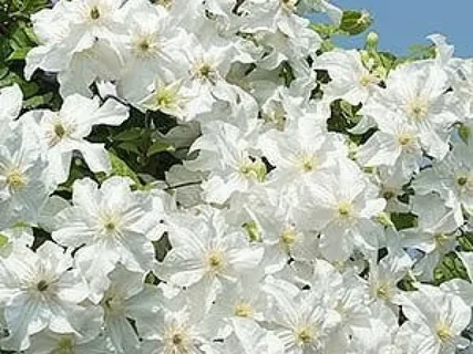 Clematis Snow Queen