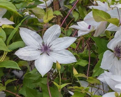 Clematis Snow Queen