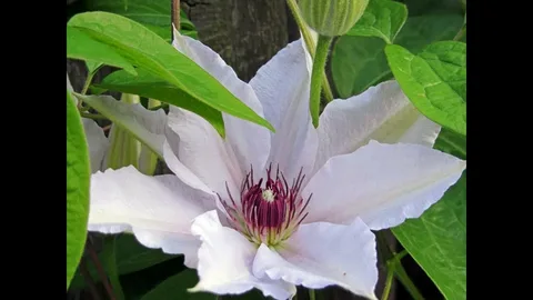 Clematis Snow Queen