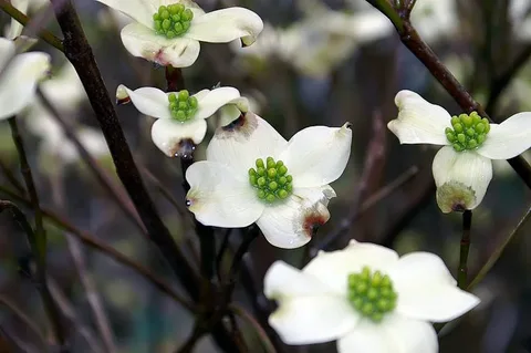 Cornus Florida Daybreak