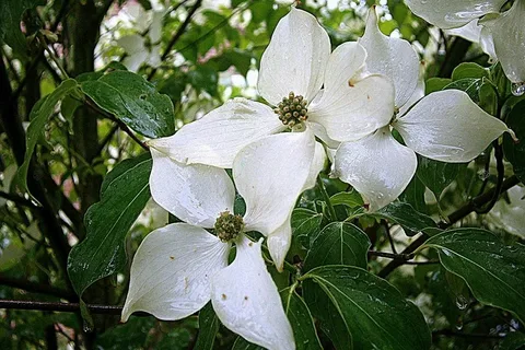 Cornus Florida Daybreak