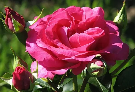 Francis Meilland Rose