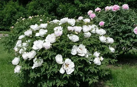 Gardenia and Peony