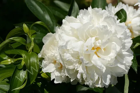 Gardenia and Peony