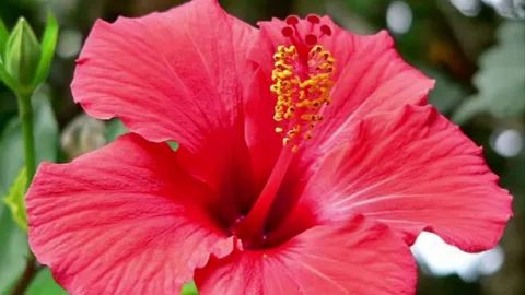 Hibiscus Tosca