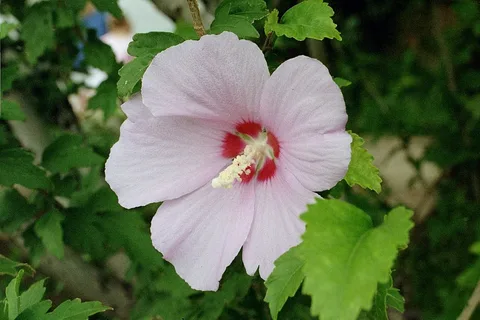 Hibiscus Tosca