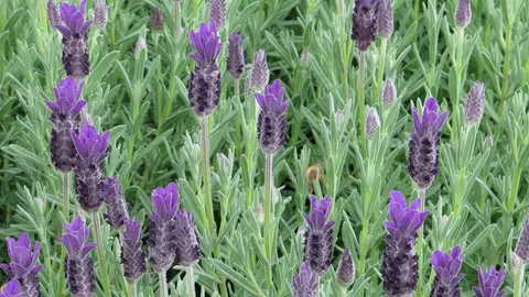 Lavandula Stoechas Otto Quast