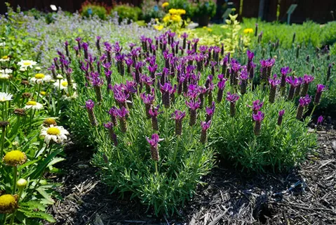 Lavandula Stoechas Otto Quast