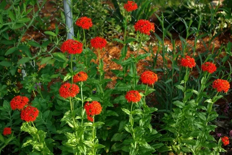 Maltese Cross Flower