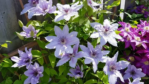 Nelly Moser Clematis