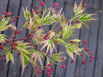 Palmatum Butterfly