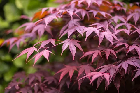 Palmatum Butterfly