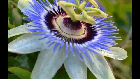 Passion Flower Vine