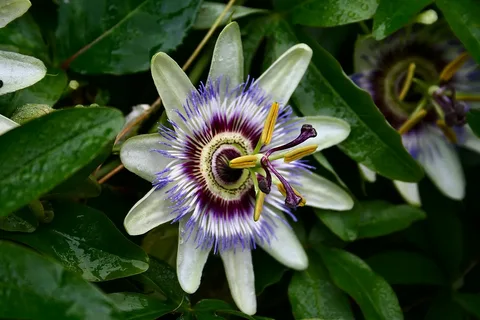 Passion Flower Vine