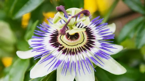 Passion Flower Vine