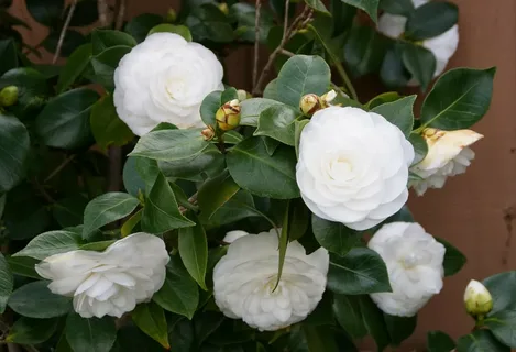 Peppermint Camellia