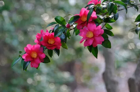 Peppermint Camellia