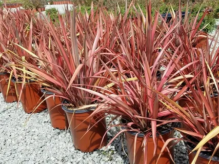 Phormium Emerald Gem