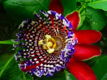 Red Passion Flower