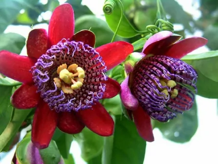 Red Passion Flower