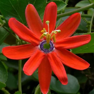 Red Passion Flower