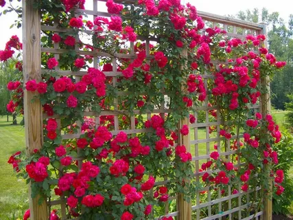 Rose Climbing Piñata