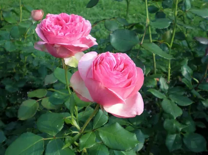 Rose HybridPink