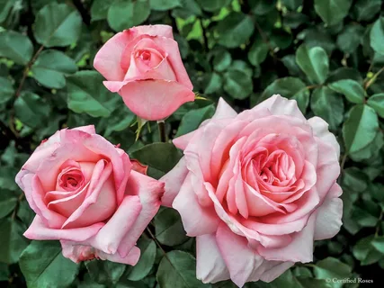 Rose HybridPink