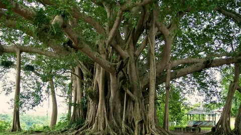 Shailendra Tree