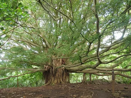  Shailendra Tree