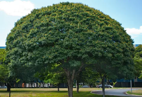  Shailendra Tree