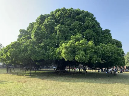 The Great Banyan