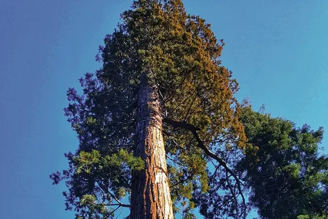 The Tallest Tree in India