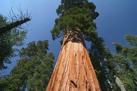 The Tallest Tree in India