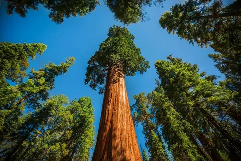 The Tallest Tree in India