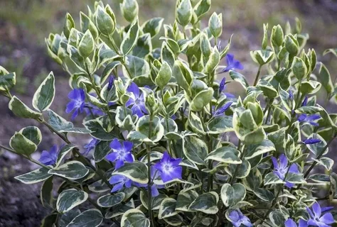 Trailing Vinca Plants