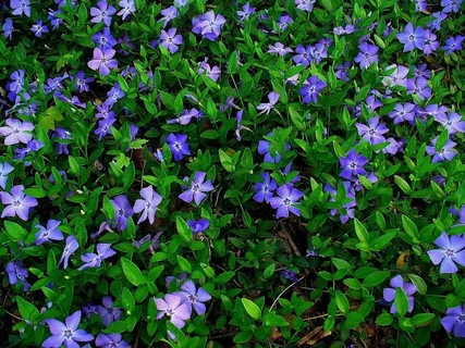 Trailing Vinca Plants