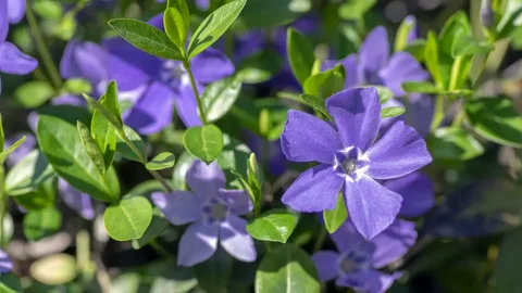 Trailing Vinca Plants