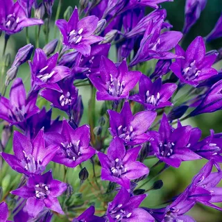 Triteleia Bulb